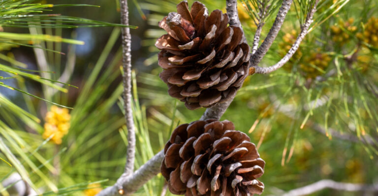 Why Smart Kentucky Gardeners Are Hiding Pine Cones Underground (And You Should Too)