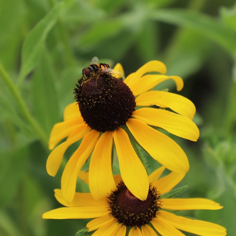 Why So Many Bee Species Flock To Black-Eyed Susan