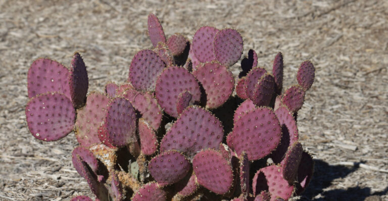 cactus (featured image)