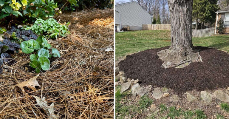 Why Some Georgia Gardeners Are Replacing Mulch With Pine Straw