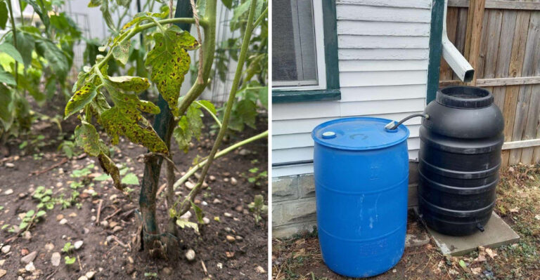 Why Some Georgia Gardens Turn Into Mosquito Magnets In May