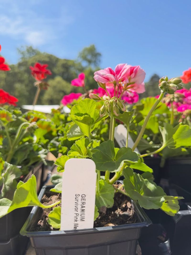 Why Some Michigan Geraniums Stop Blooming By Summer