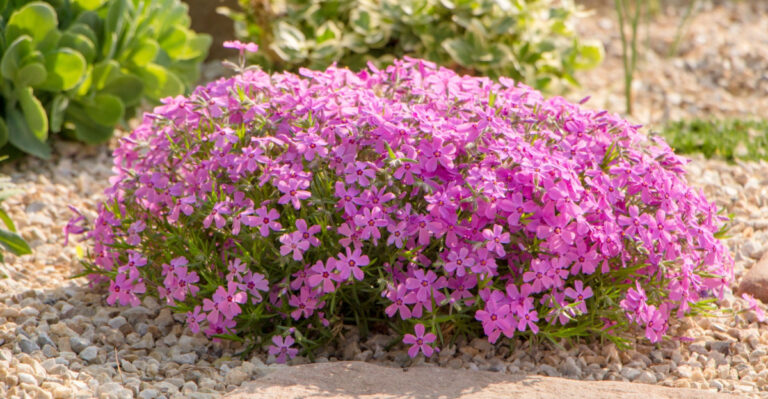 Why Some Pennsylvania Gardeners Are Putting Rocks Near Heat-Loving Plants