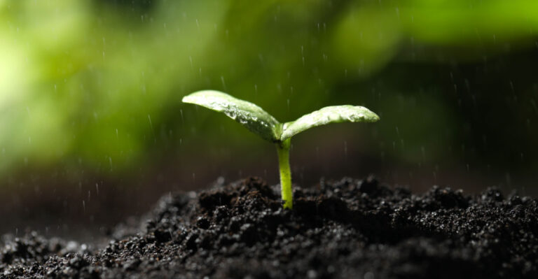 Why Spring Rain In Michigan Does More Damage To New Seedlings Than Gardeners Expect