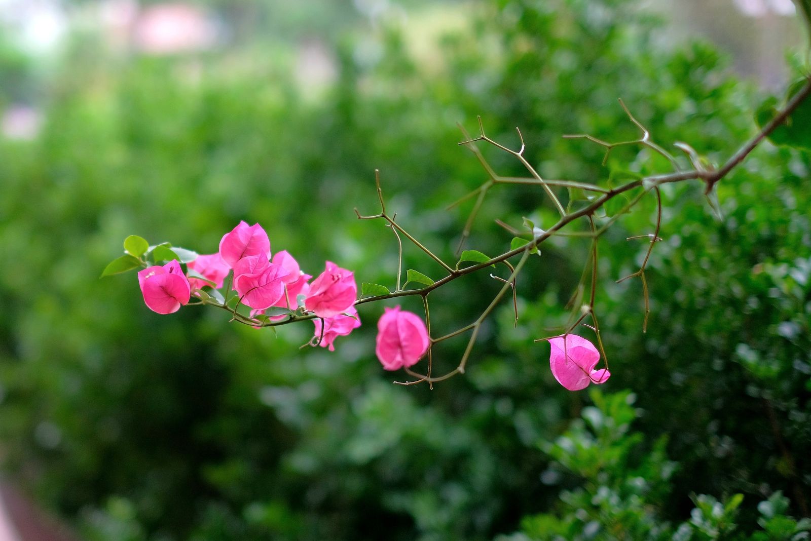 bougainvillea stops blooming
