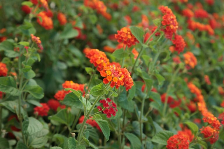 lantana