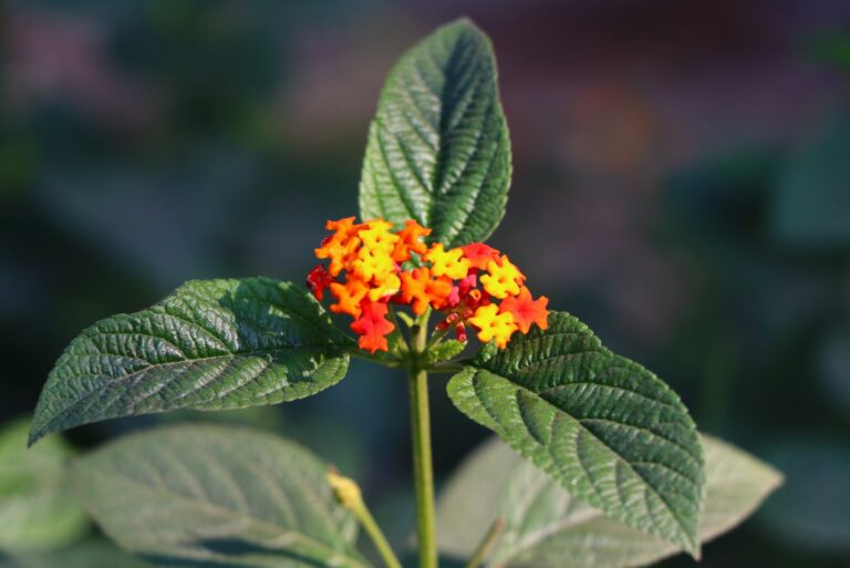 lantana