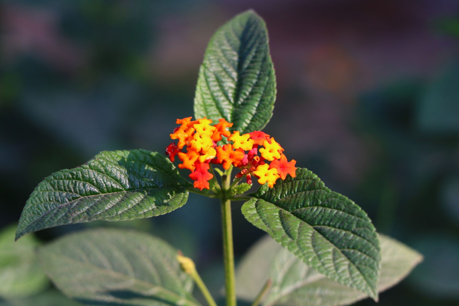 lantana