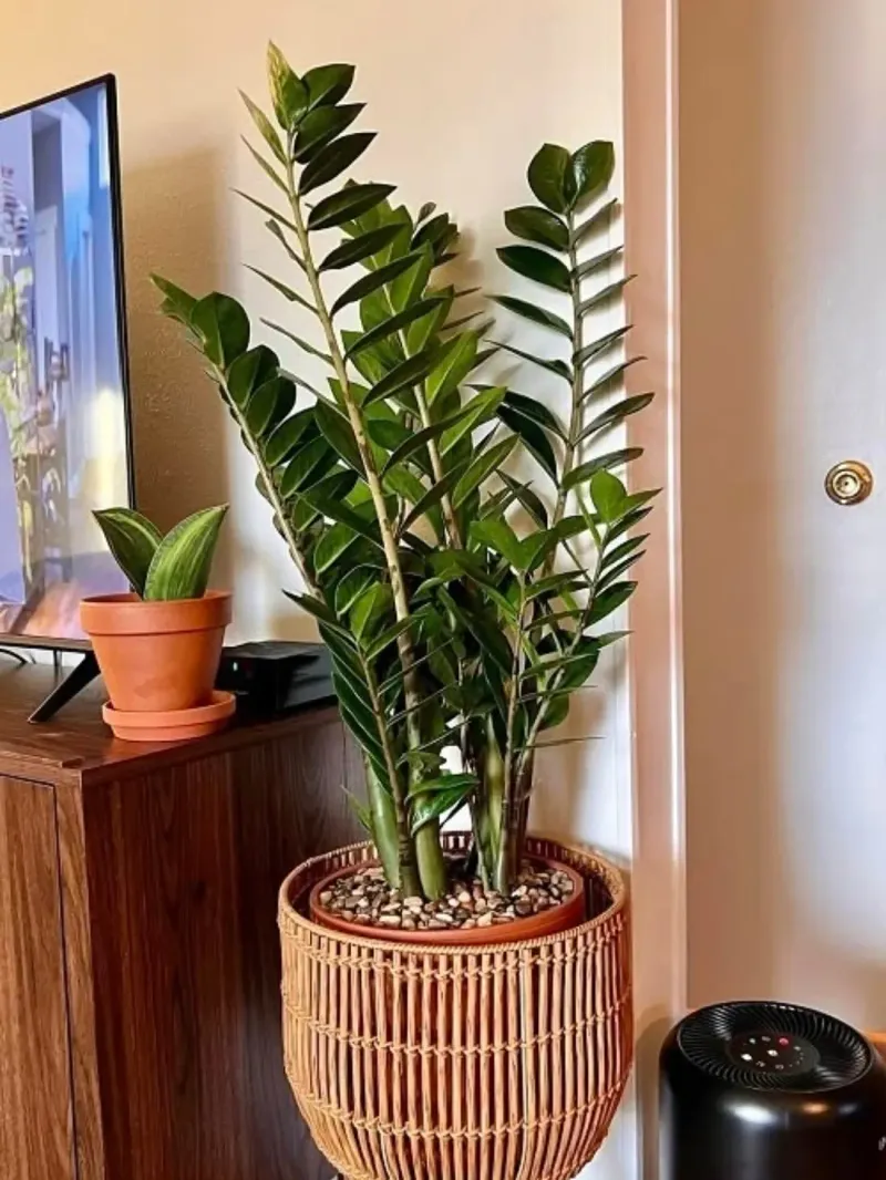 Why The ZZ Plant Is A Great Choice For Busy Households