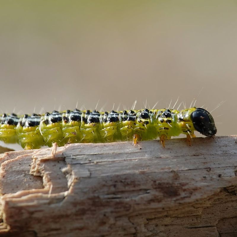 Why This Pest Is So Destructive