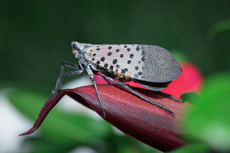Spotted Lanternfly