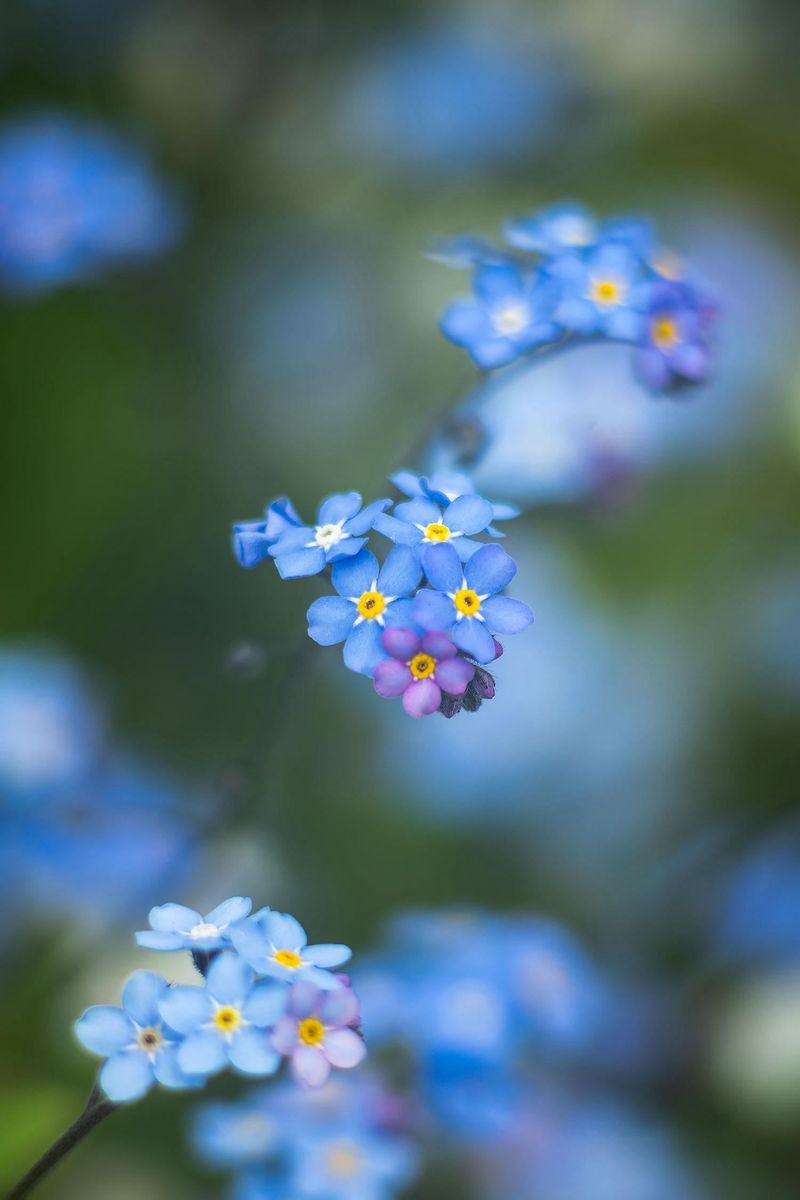 Why This Sweet Flower Spreads Fast Why This Sweet Flower Spreads Fast