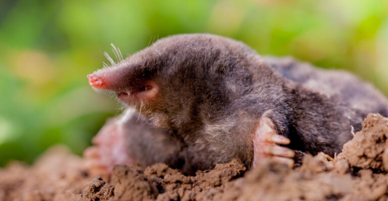 Why Virginia Gardeners Keep Getting Moles Every Spring (And How To Finally Stop It )