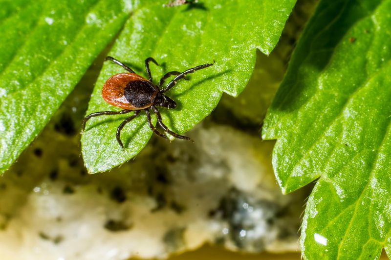Why Virginia Has A Tick Problem