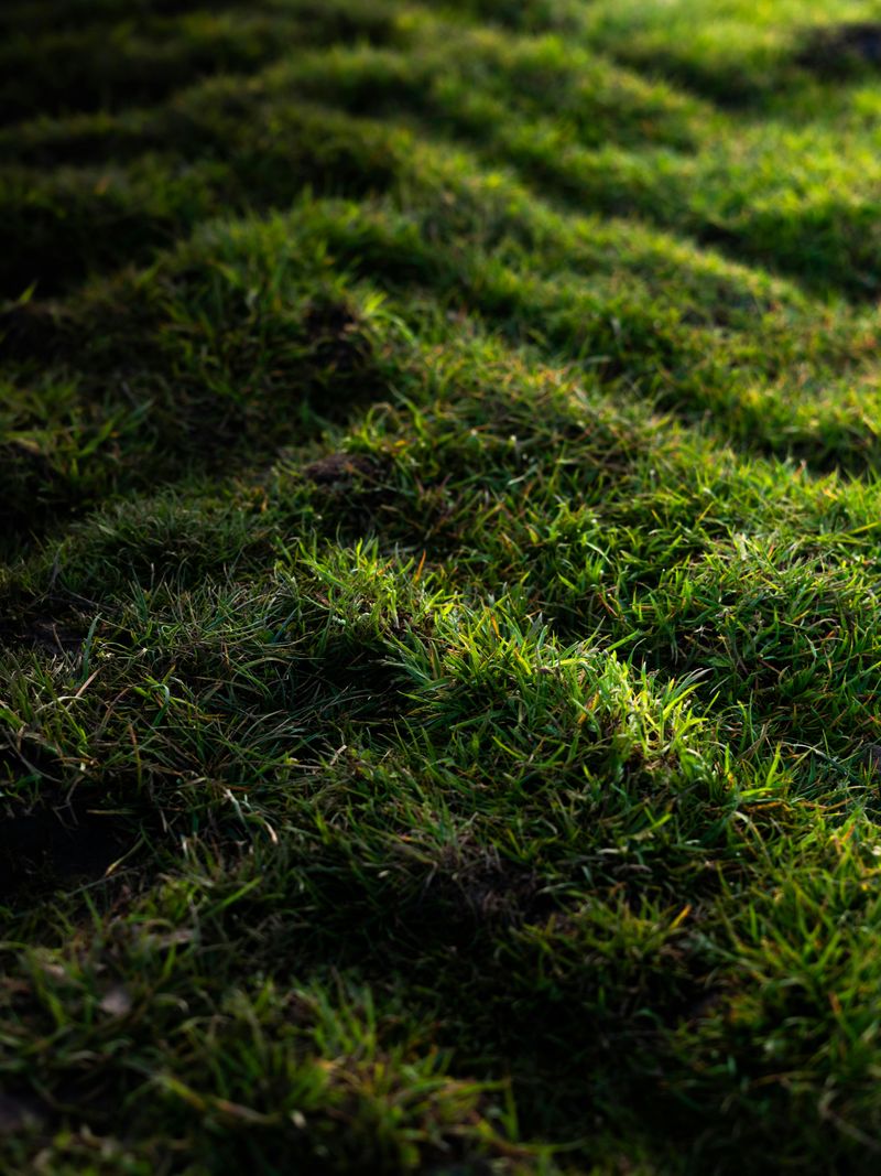 Why Virginia Lawns Become Uneven Over Time