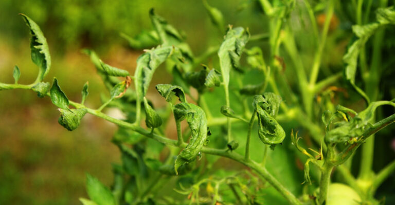 Why Wisconsin Tomato Leaves Curl And What To Do About It