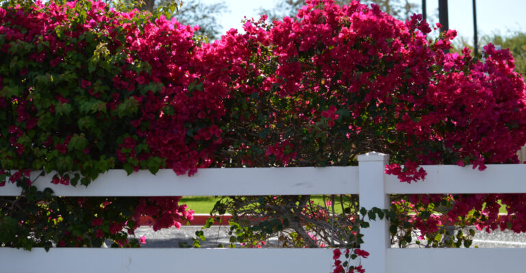 bougainvillea