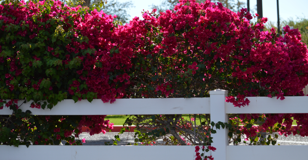bougainvillea