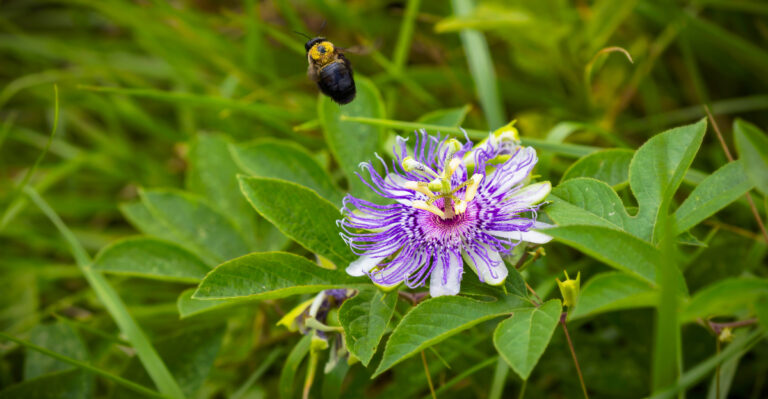 purple passionflower vine