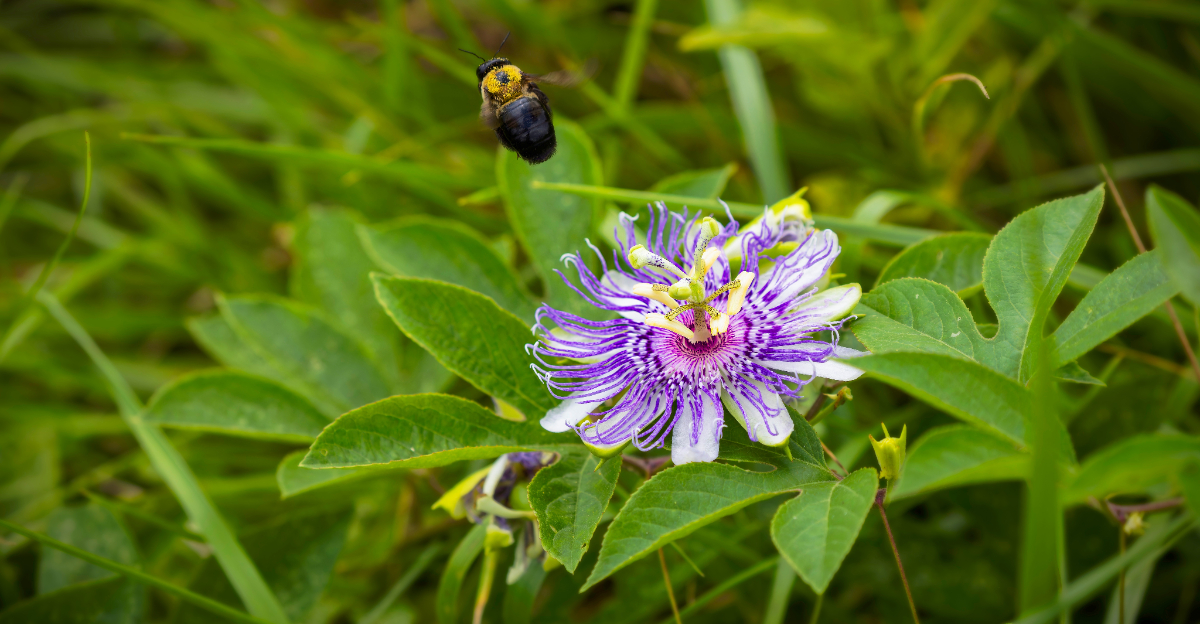 purple passionflower vine