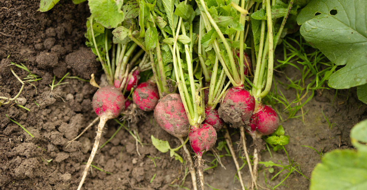 radishes in garden