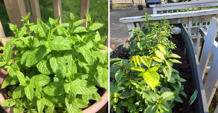 Why You Should Plant Peppermint Near Your Entryway In Georgia