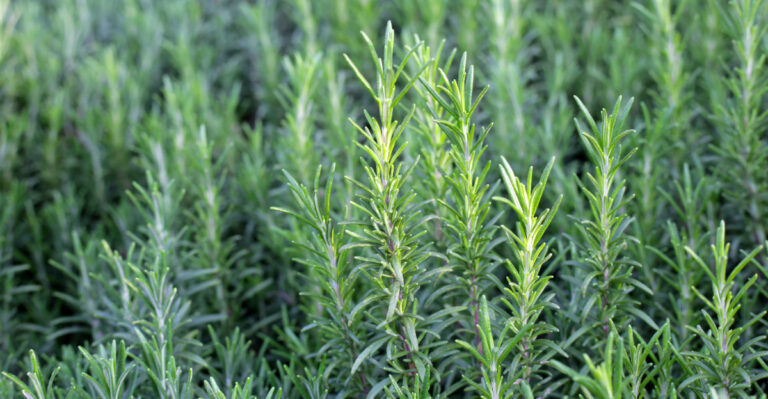 rosemary (featured image)