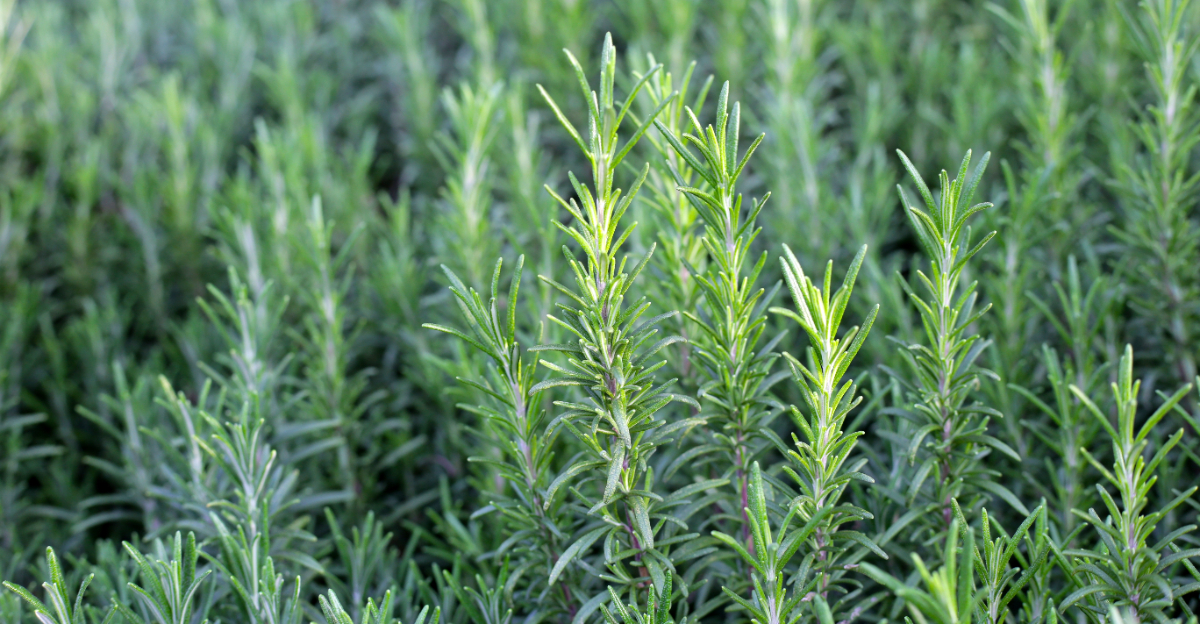 rosemary (featured image)