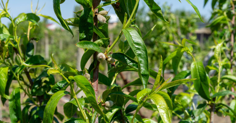 Why Your California Peach Tree Blooms But Never Produces Fruit