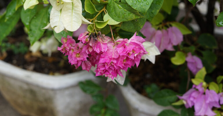 bougainvillea