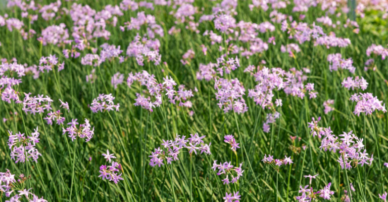 Why Your Florida Society Garlic Looks Messy In Spring And How To Clean It Up