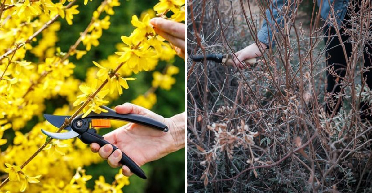 forsythia and lilac
