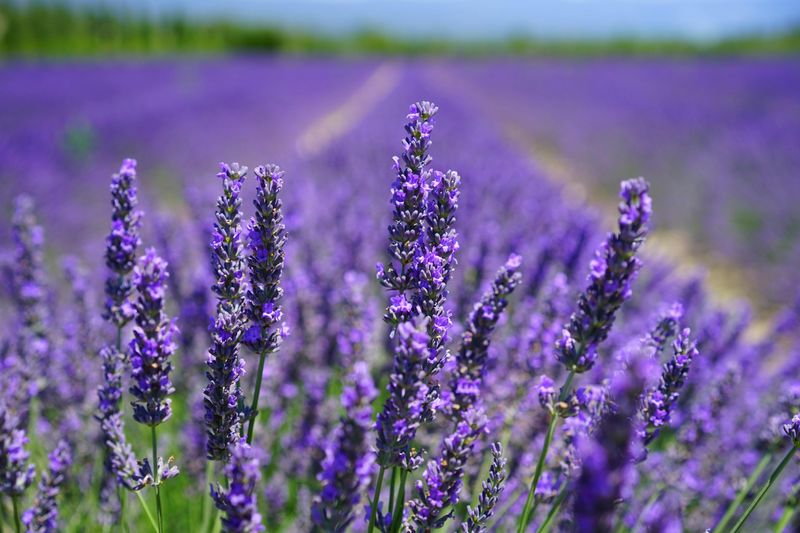 Why Your Garden Needs Lavender (And So Do Your Ankles)