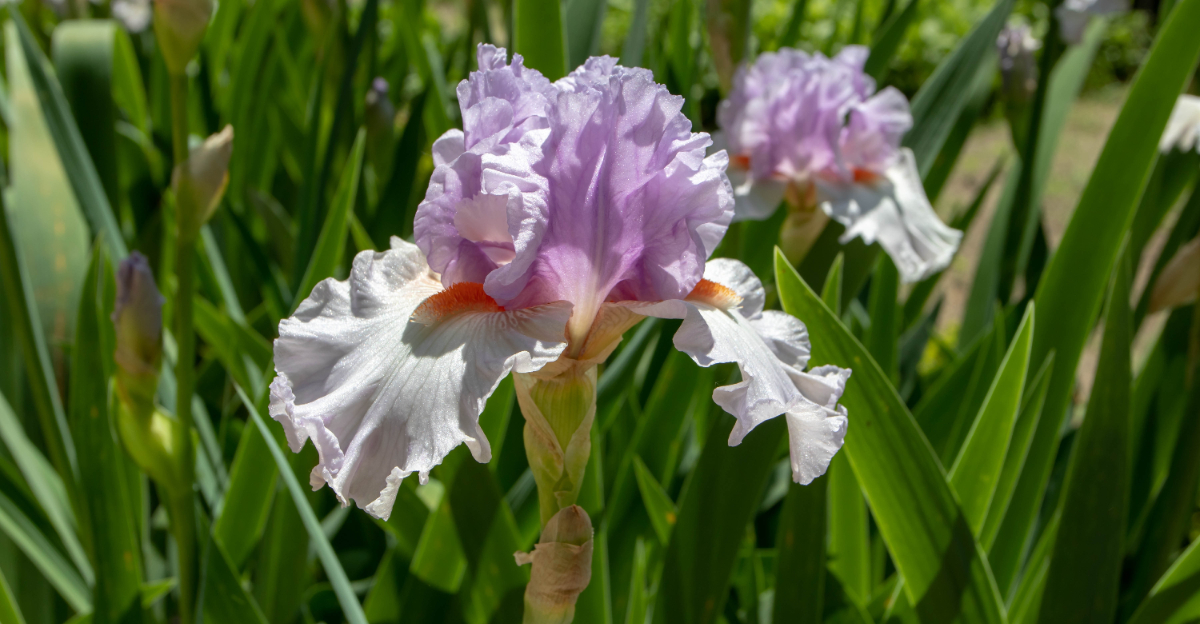 bearded iris cultivar