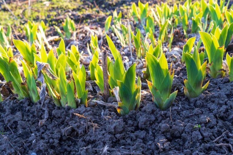 irises not blooming