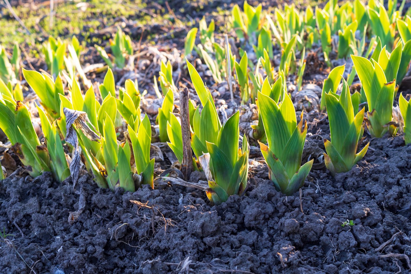 irises not blooming
