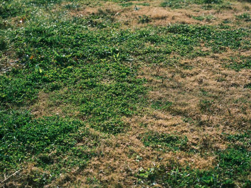 Why Your June Lawn Pays The Price For A Mowed May
