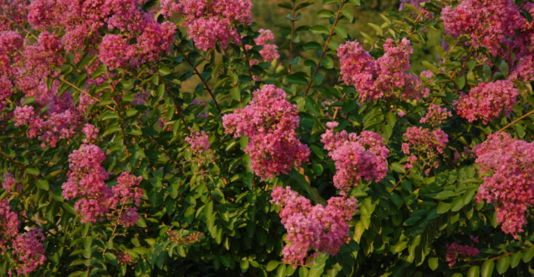 Why Your Kentucky Crape Myrtle Struggles Year After Year And How To Help It Recover