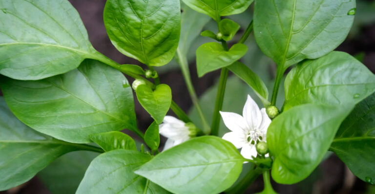 Why Your New York Pepper Plants Are Full Of Flowers, But Empty Of Fruit