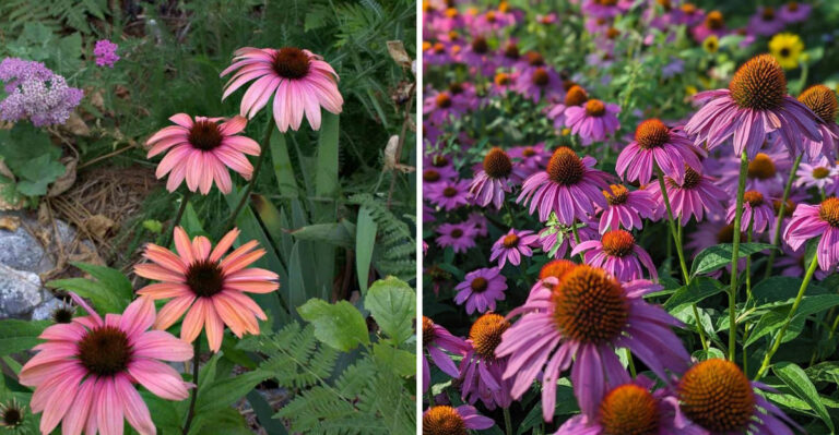 Why Your North Carolina Coneflowers Are Blooming Less And Why Dividing Them Is The Simple Fix
