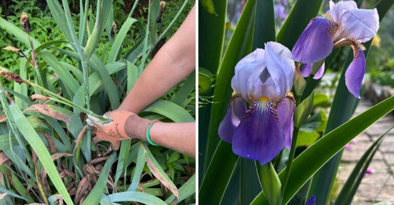 Why Your North Carolina Irises Stopped Blooming And Exactly How To Fix It