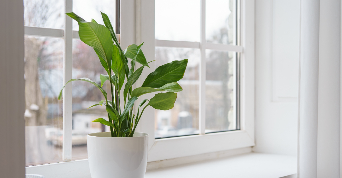 peace lily on window
