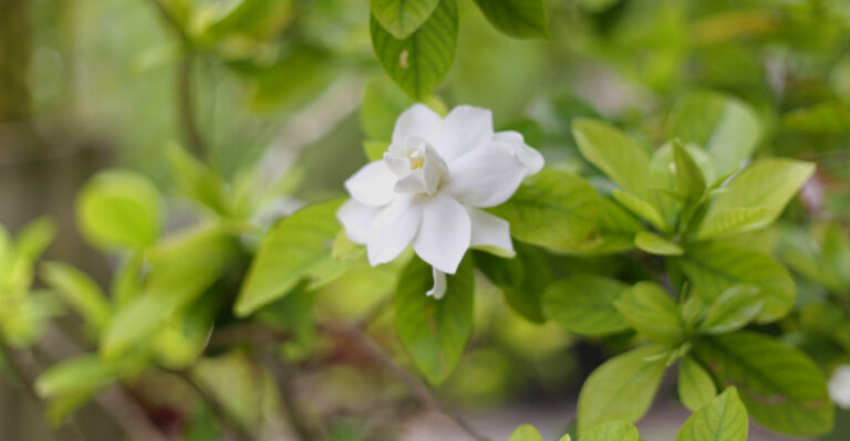 Why Your Texas Gardenias Aren’t Blooming And What They Actually Need Right Now