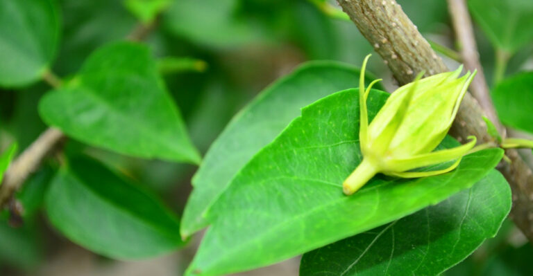 Why Your Texas Hibiscus Drops Buds Before They Open And How To Stop It