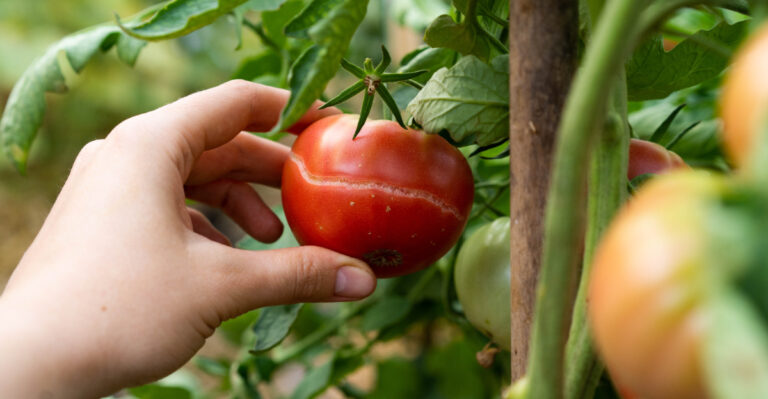 Why Your Tomatoes Are Splitting In California And How To Stop It Before It Gets Worse