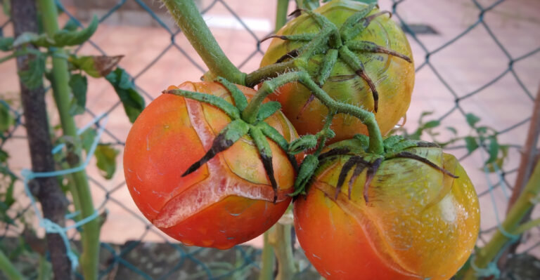 Why Your Tomatoes Are Splitting In Oregon And How To Stop It Before It Gets Worse