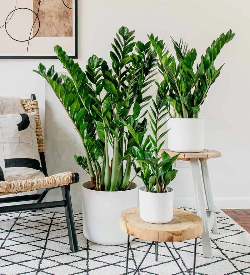 Why ZZ Plants Are Great For Beginners And Busy Texans