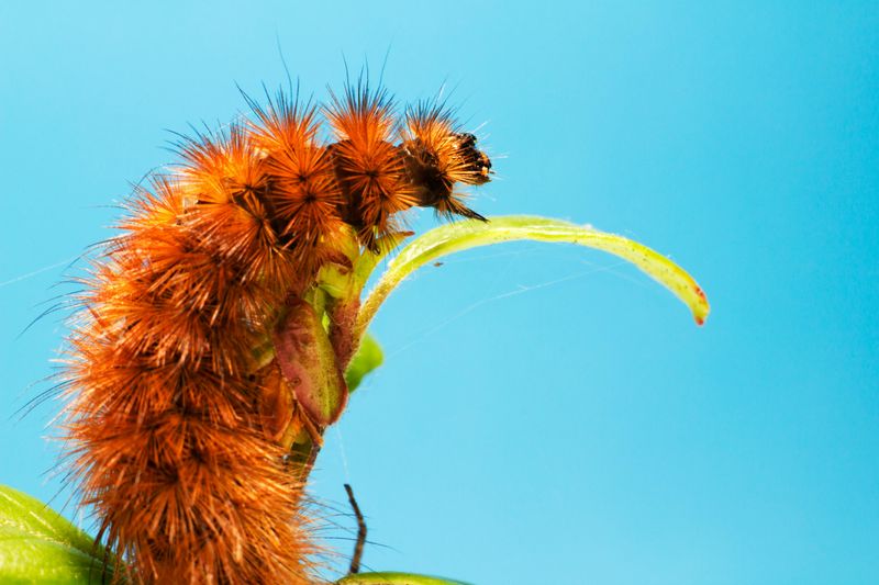 A caterpillar poses on a twig