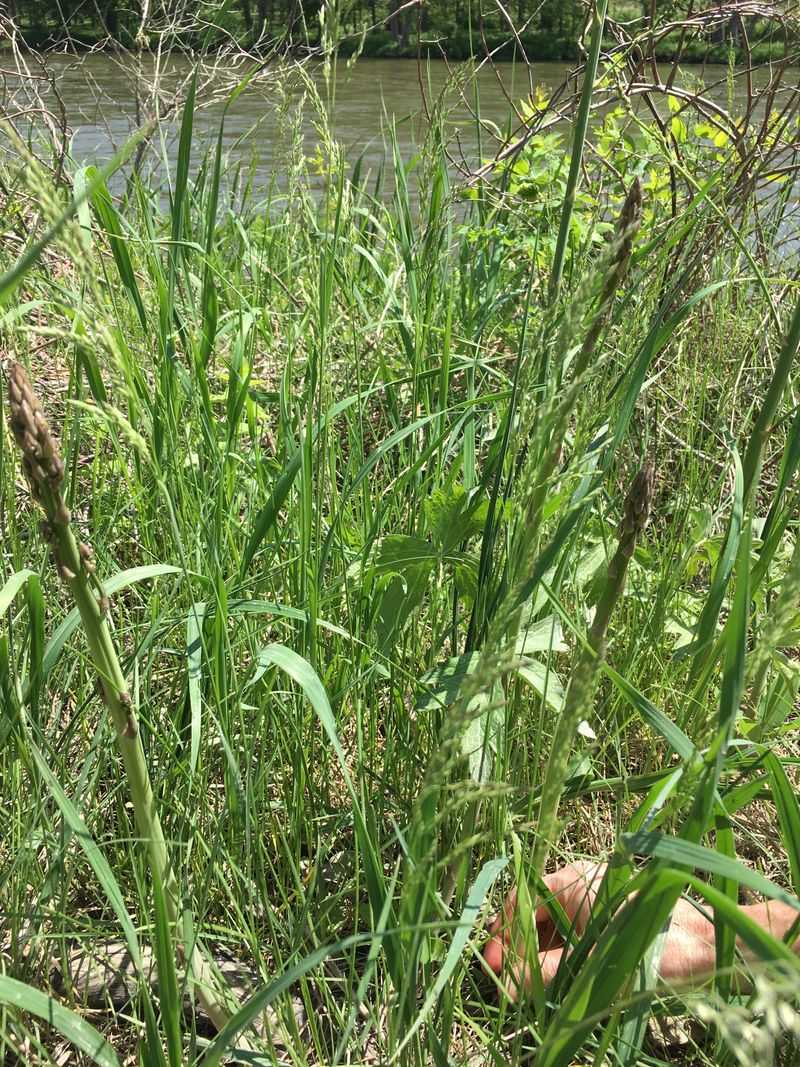 Wild Asparagus Pops Up In Unexpected Sunny Edges