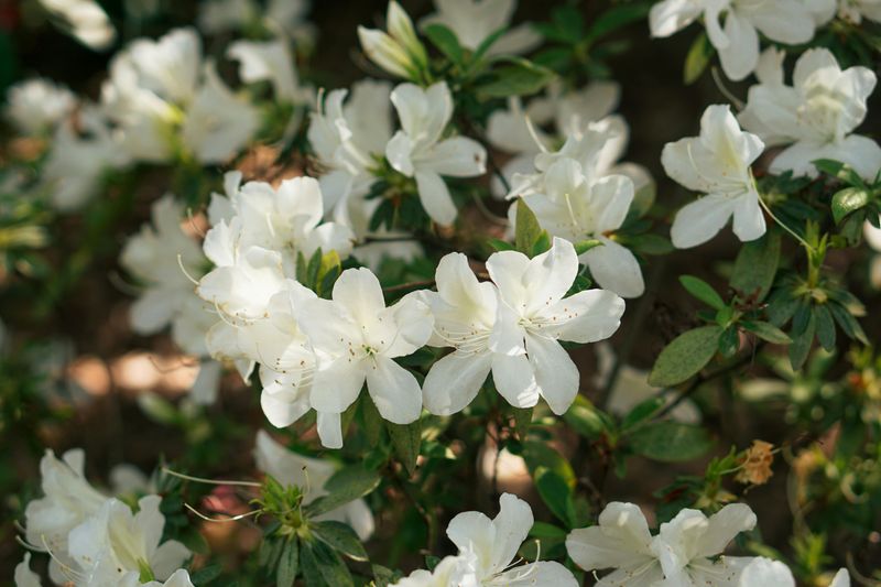 Wild Azalea